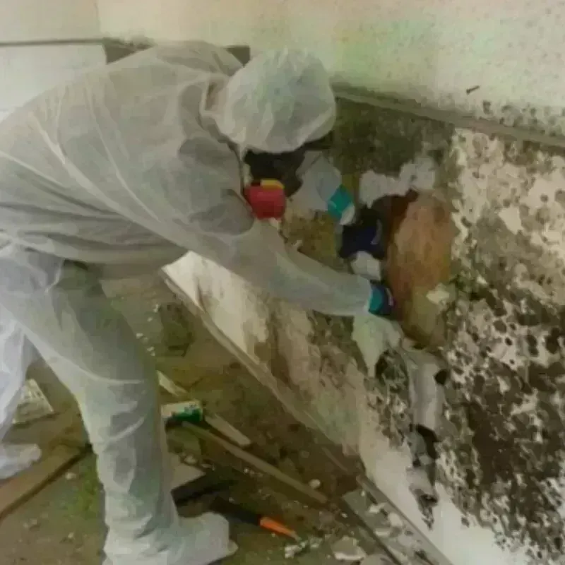 Mold Remediation and Removal in Howard County, MD